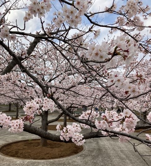 桜のころ
